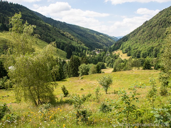 Ausblick Blumenwiese