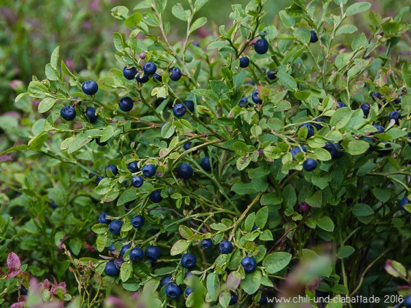 Heidelbeeren