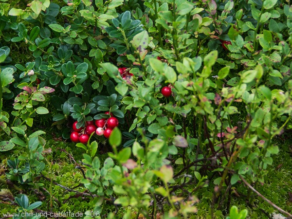 Preiselbeeren