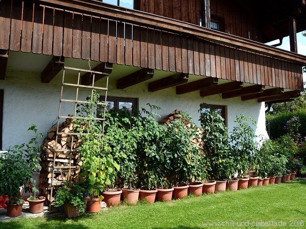 Tomaten im August