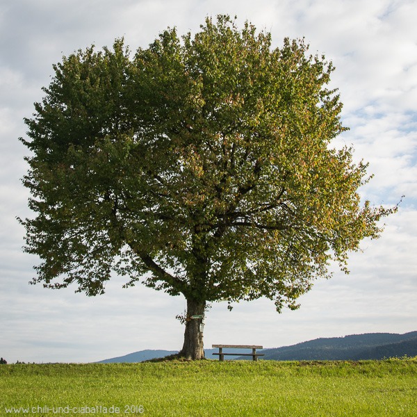 Jahreszeitenbaum Im September