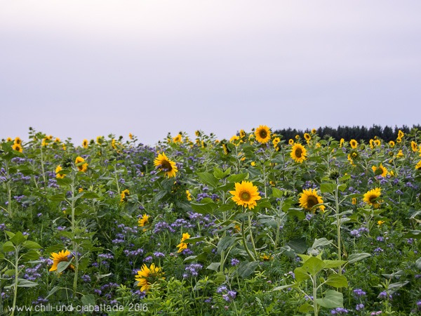 Sonnenblumen