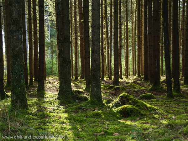 Wald