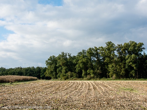 Maisfeld