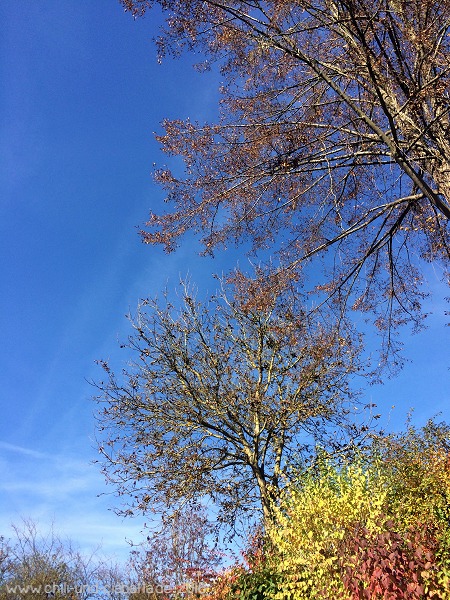 Walnuss im Herbst