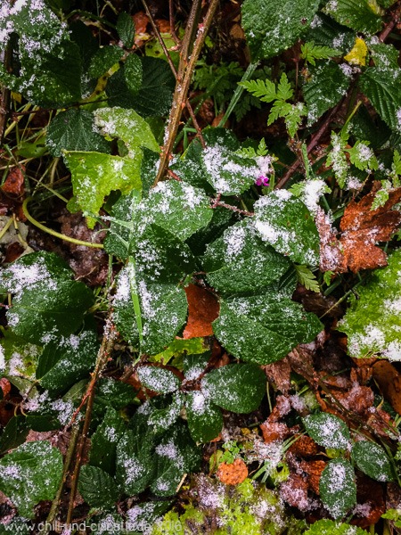 der erste Schnee