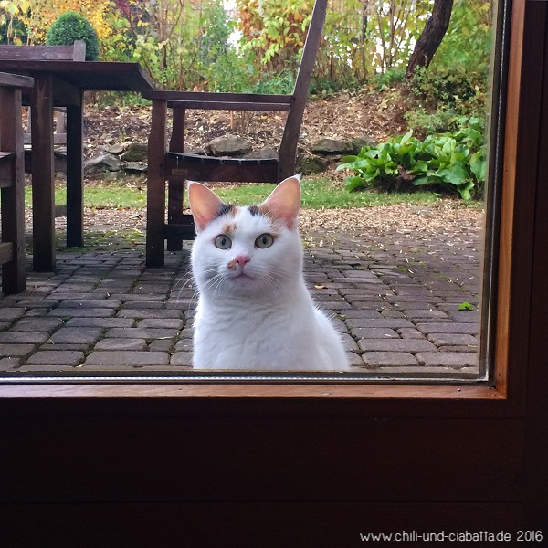 Nachbarskatze vor dem Fenster