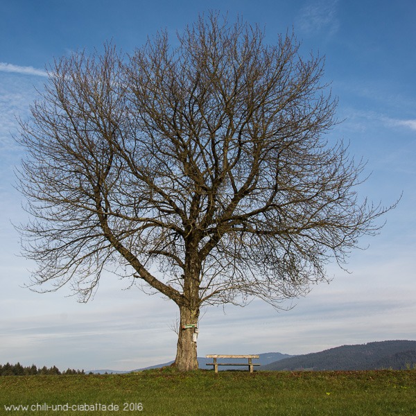 Jahreszeitenbaum im November