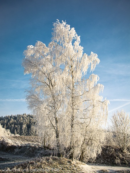 Birke mit Rauhreif