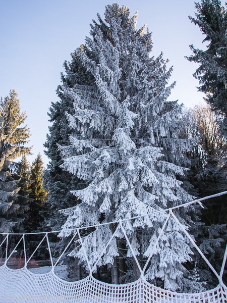 Schneetanne