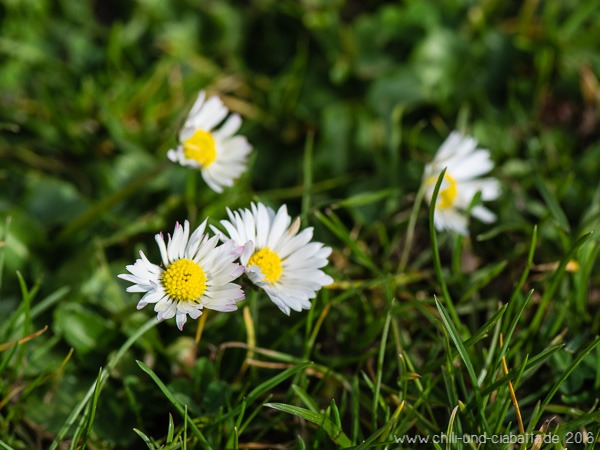 Gänseblümchen