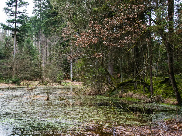 Waldsee