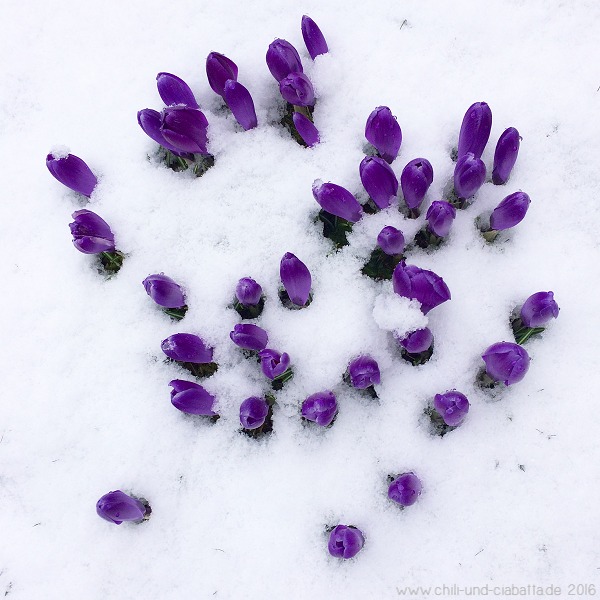 Krokusse im Schnee