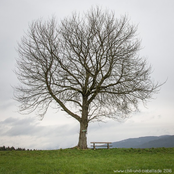 #12monate1baum