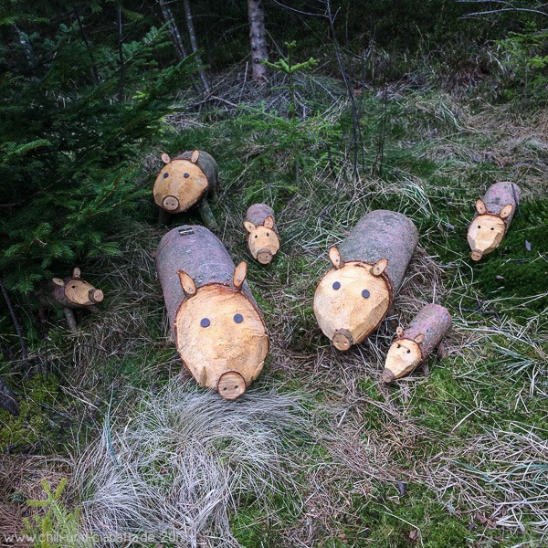 Wildschweine