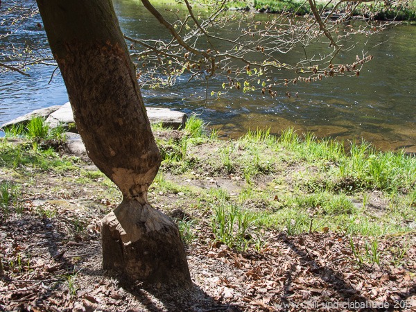 Biberbaum