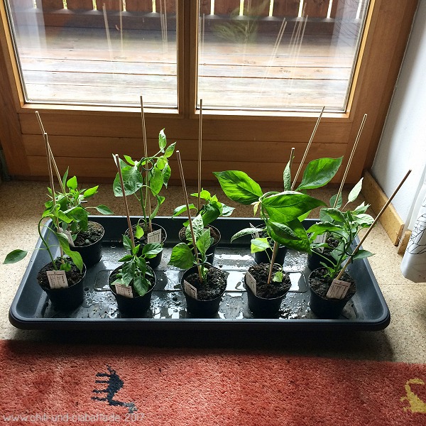 Chilipflanzen