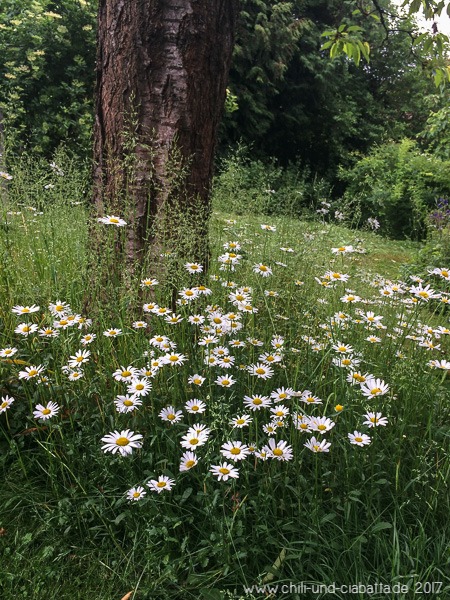 Margeriten