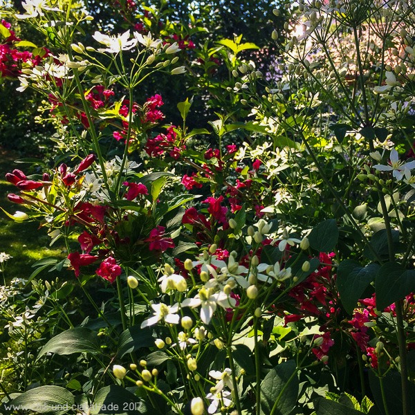 Weigelie und Staudenclematis