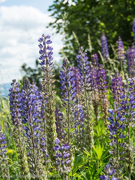 Lupinen