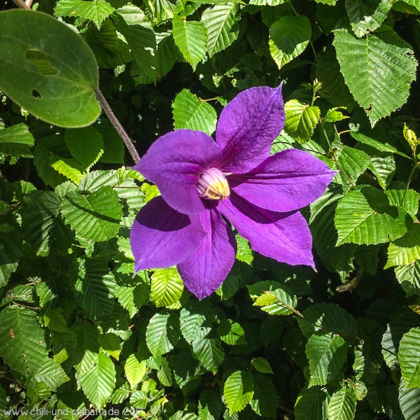 blaue Staudenclematis