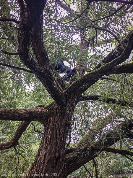 Baum