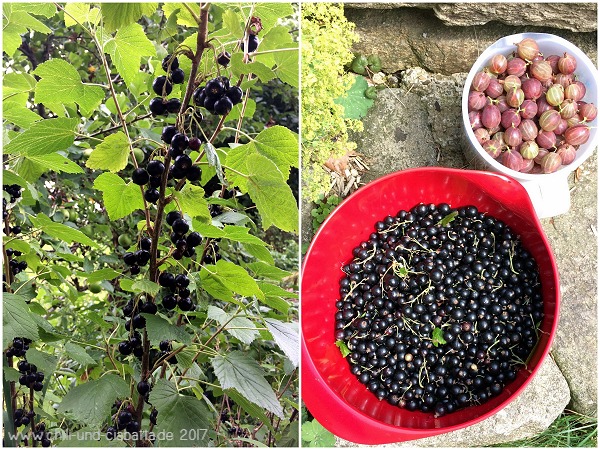 schwarze Johannisbeeren und erste Stachelbeeren