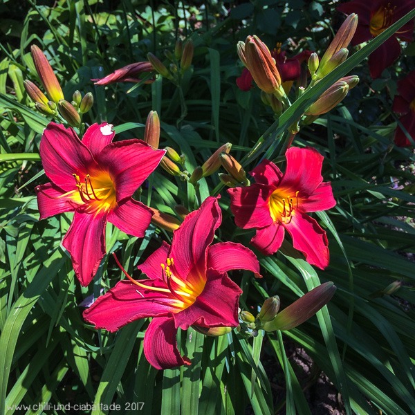 Hemerocallis