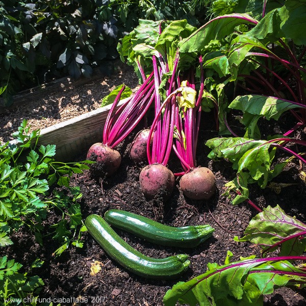 Rote Bete und Zucchini vom Hochbeet