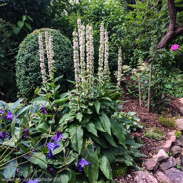 Verbascum nigrum 'Album' - Weiße Königskerze