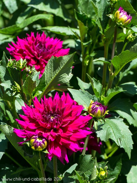 Dahlien
