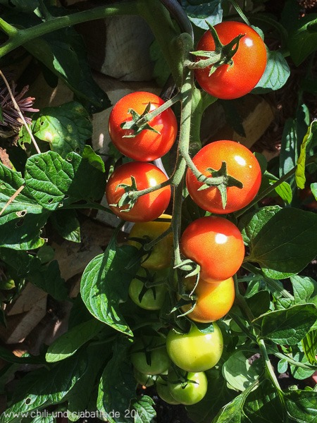 Piccolino-Rispe mit 14 Tomaten