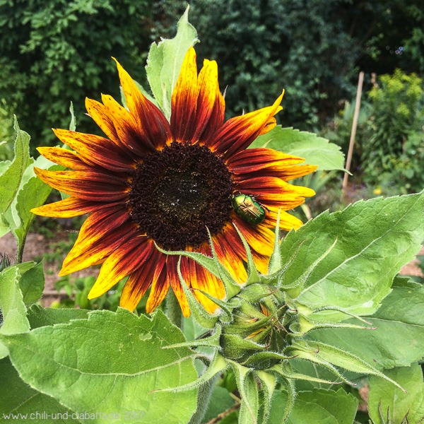 Sonnenblume mit Käfer