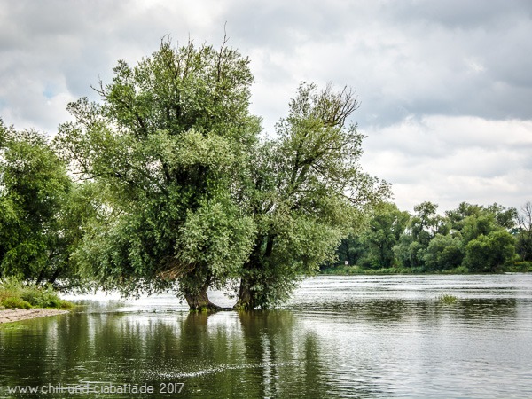 Baum in Donau