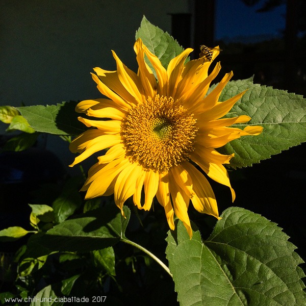 Sonnenblume