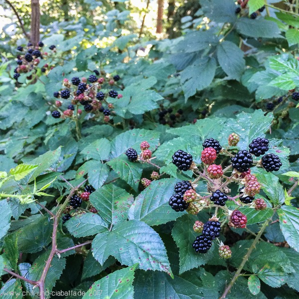 Brombeeren
