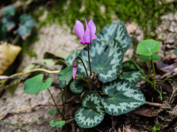wilde Alpenveilchen