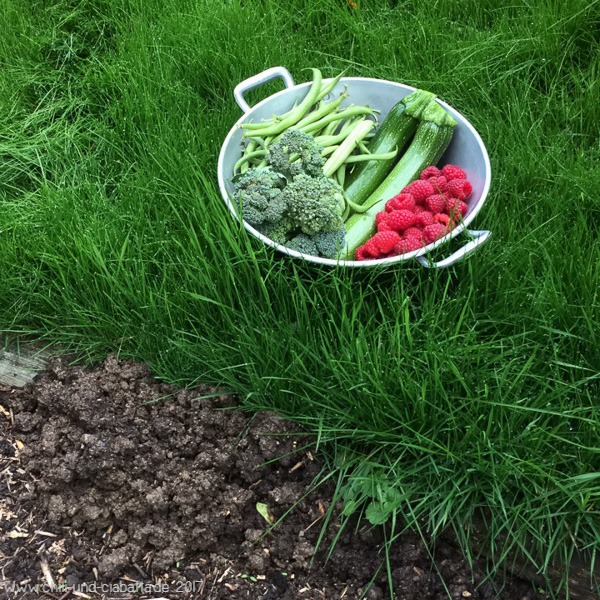 Erster Erntegang