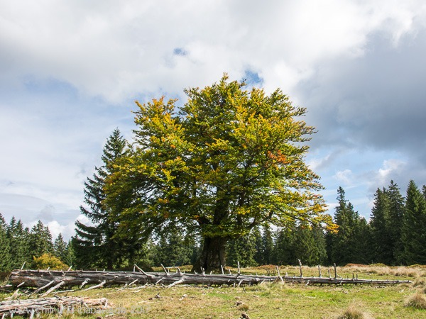 Hochzellschachten Baum