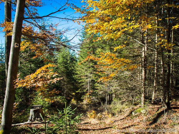 Wanderweg Sauerklee