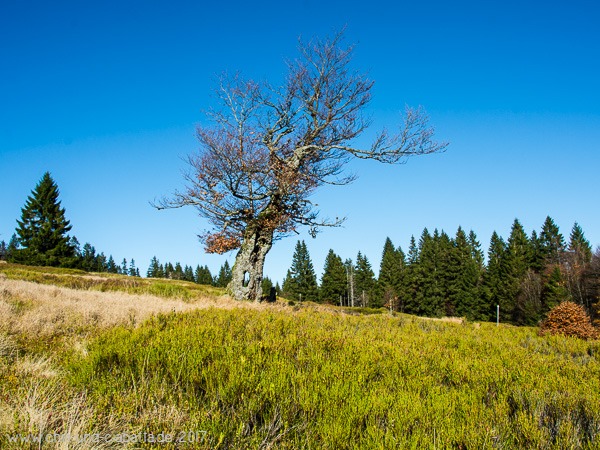 Baum mit Durchblick