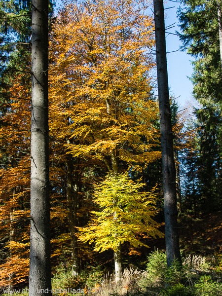 Goldener Oktober