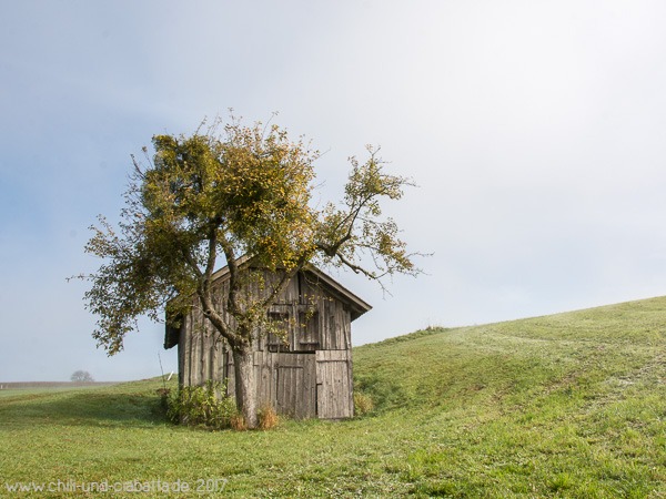 Schuppen mit Baum