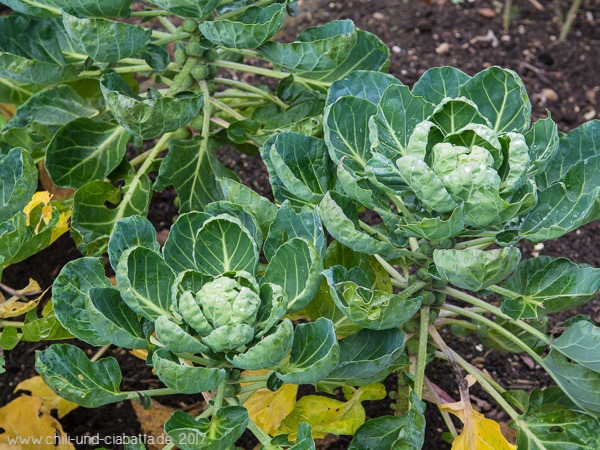 Rosenkohl