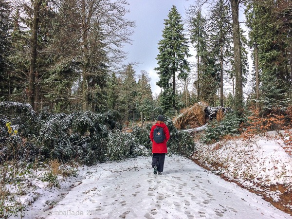 Umgestürzter Baum