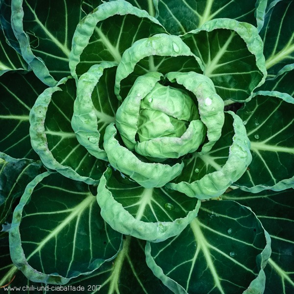 Rosenkohl von oben