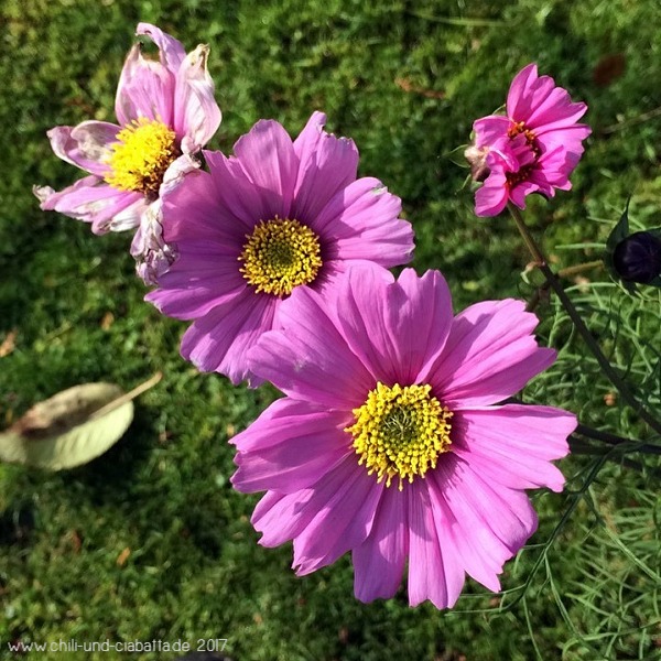 Cosmea