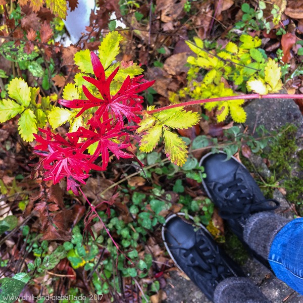 Herbstbunt