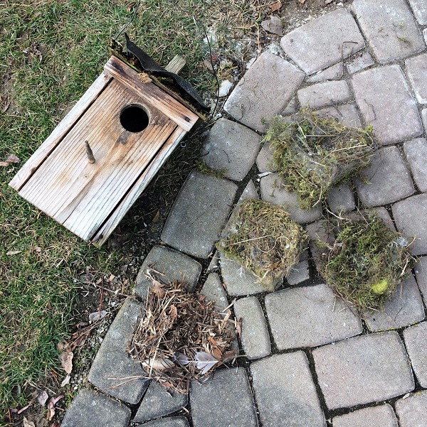 Vogelhausputz