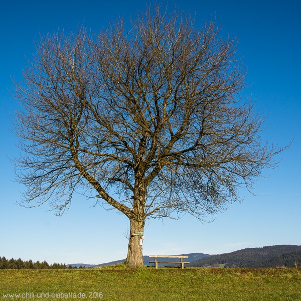 Der Jahreszeitenbaum im Dezember